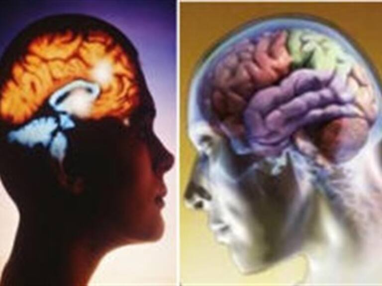¿Sabes cuál es la diferencia entre el cerebro de las mujeres y el de los hombres?