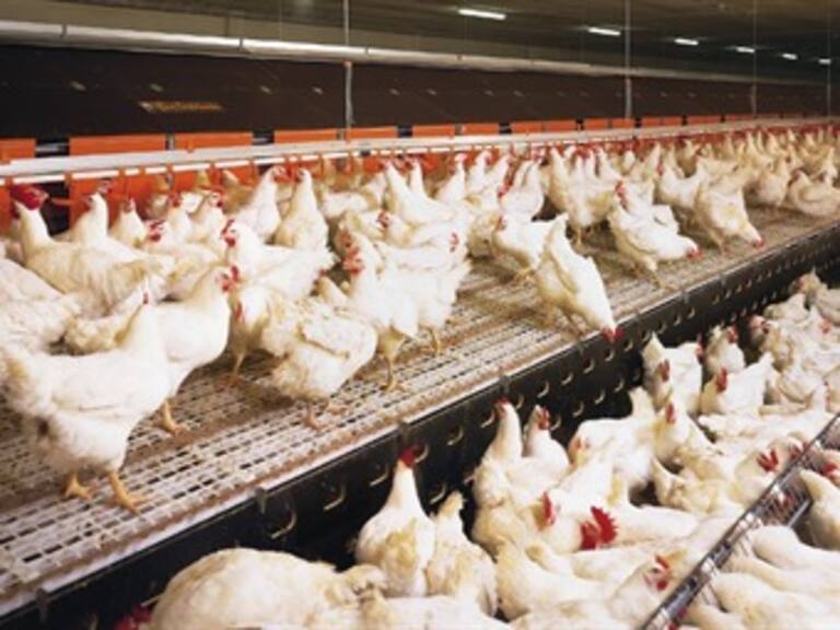 Confirma Calderón arranque de vacunación para aves