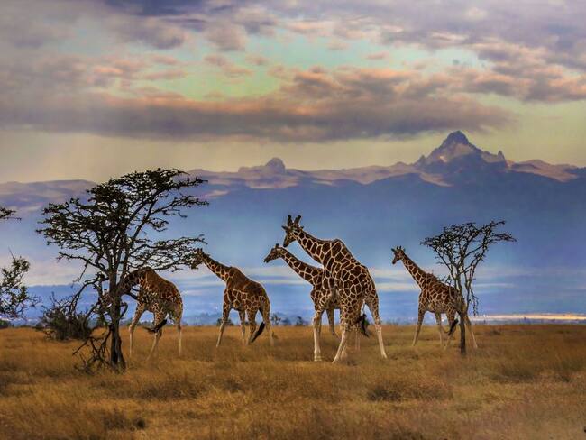 Wilderness Africa