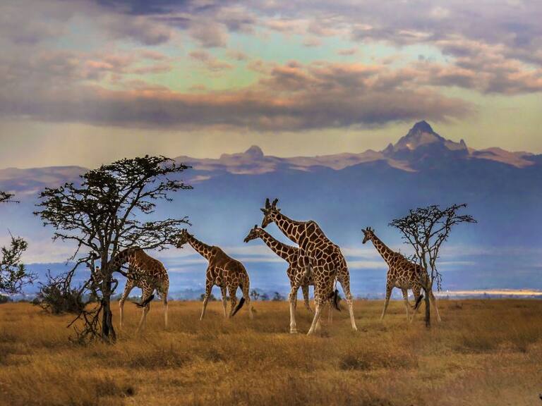 Wilderness Safaris organiza travesías en África del Sur, África del Este, en países como Sudáfrica, Botsuana, Namibia, Zambia, Zimbabue, Kenia, Tanzania, Uganda y Ruanda