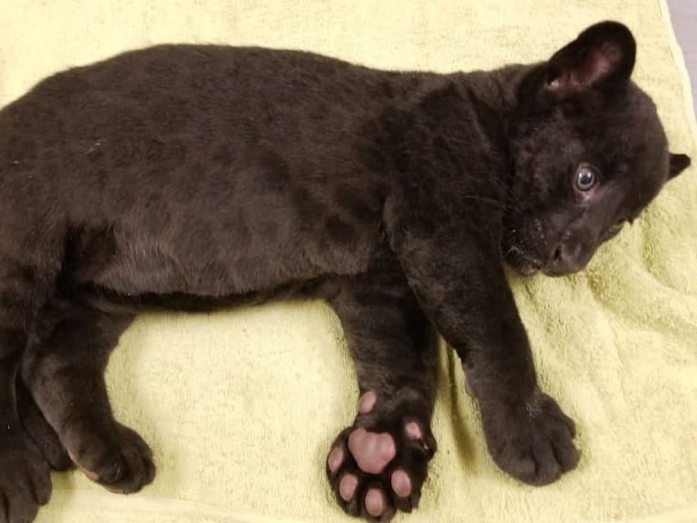 Jaguar culichi; nace cachorro en zoológico de Culiacán