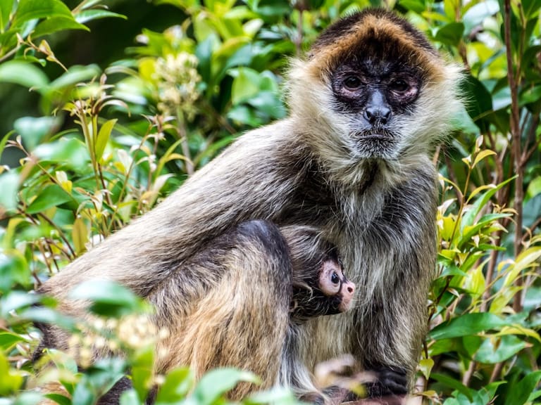 Nace mono araña en el Cañón del Sumidero; especie en peligro de extinción