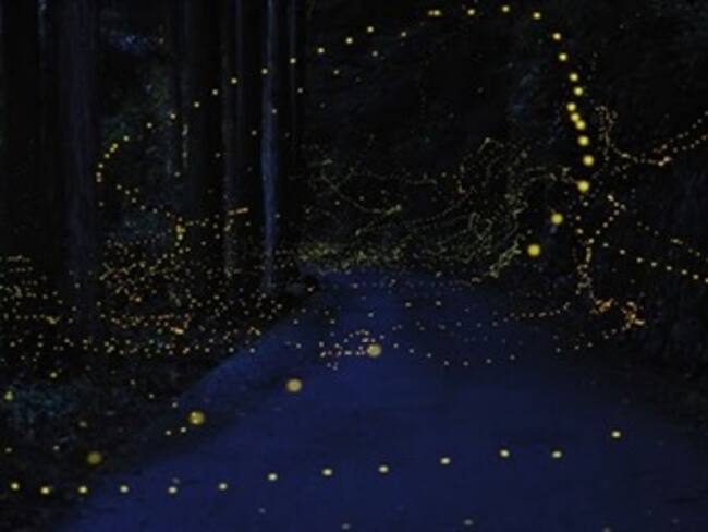 Santuario de las Luciérnagas en Tlaxcala. Marco Daniel Guzmán, experto en viajes