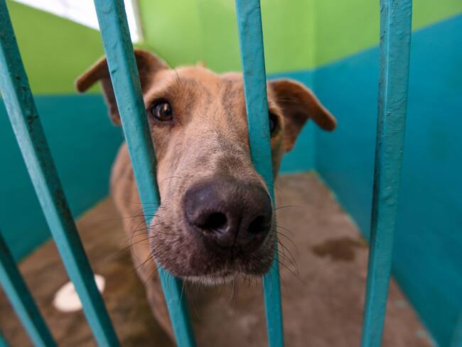 Comisiones del Senado aprueban reforma contra el maltrato animal