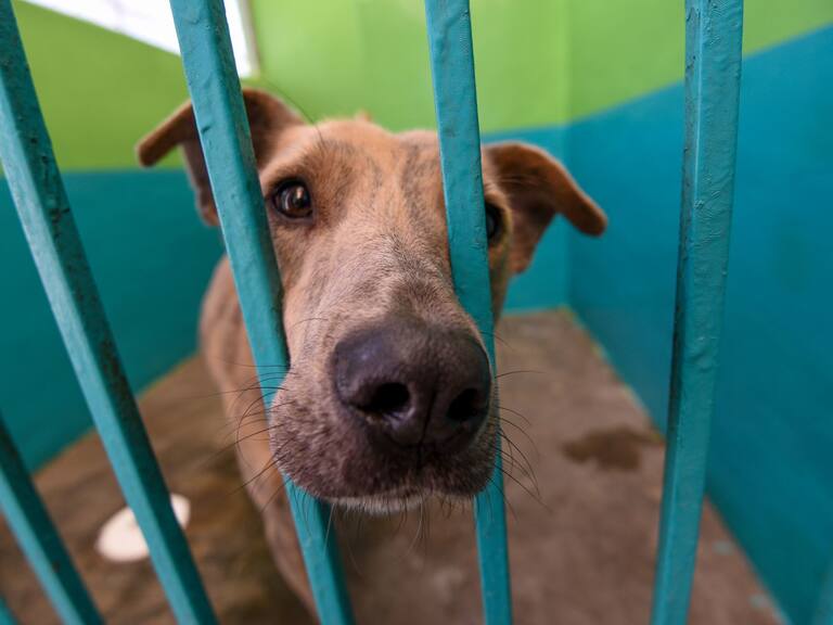 Comisiones del Senado aprueban reforma contra el maltrato animal