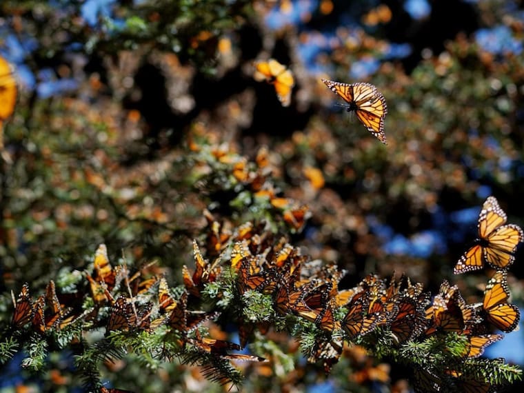 La Mariposa Monarca ingresa a lista de especies en peligro de extinción
