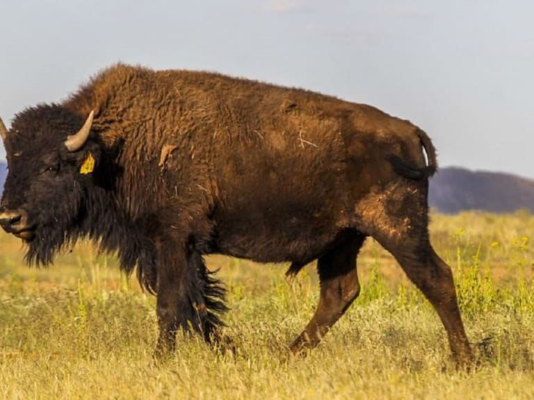Bisonte americano regresa a Coahulia después de 100 años