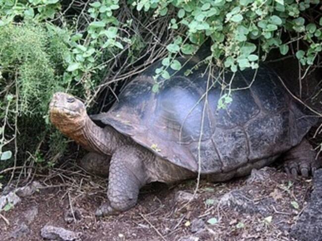 Tortuga causa incendio en apartamento en NY