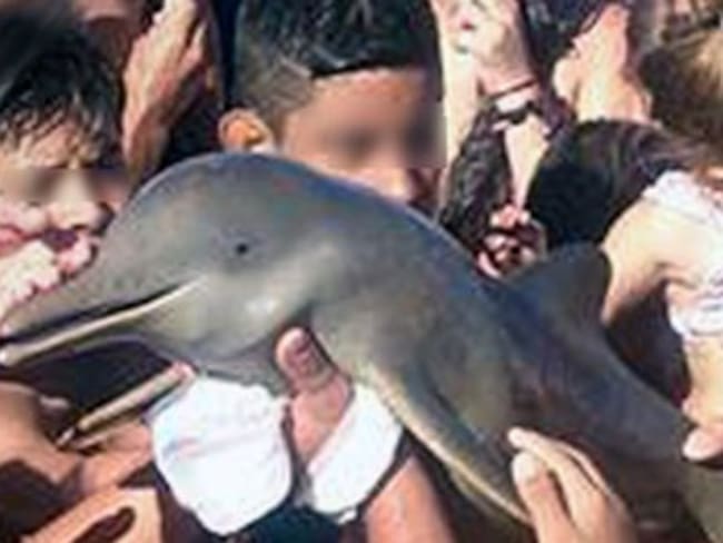 Turistas sacan a delfín del mar para tomarse una selfie