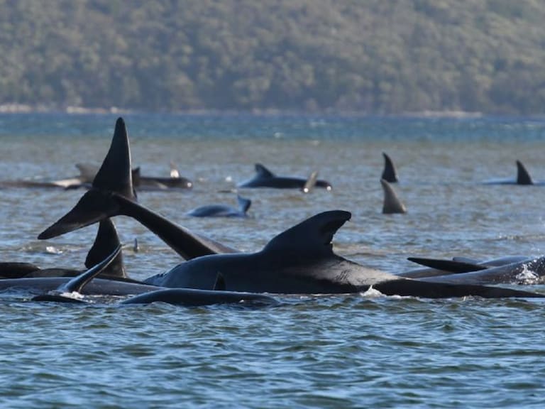 Así es como voluntarios intentan rescatar a estas ballenas en Australia