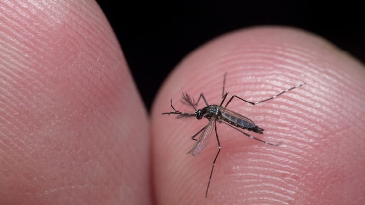 ONU alerta por aumento de dengue en México; Síntomas y cómo prevenirlo