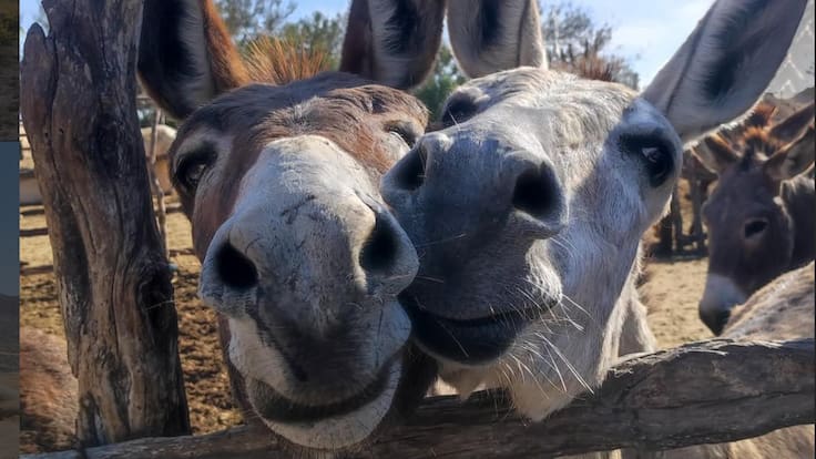Roban 15 burros de un santuario para sacrificarlos: “Tenían nombre, historia y carácter y nos los quitaron”