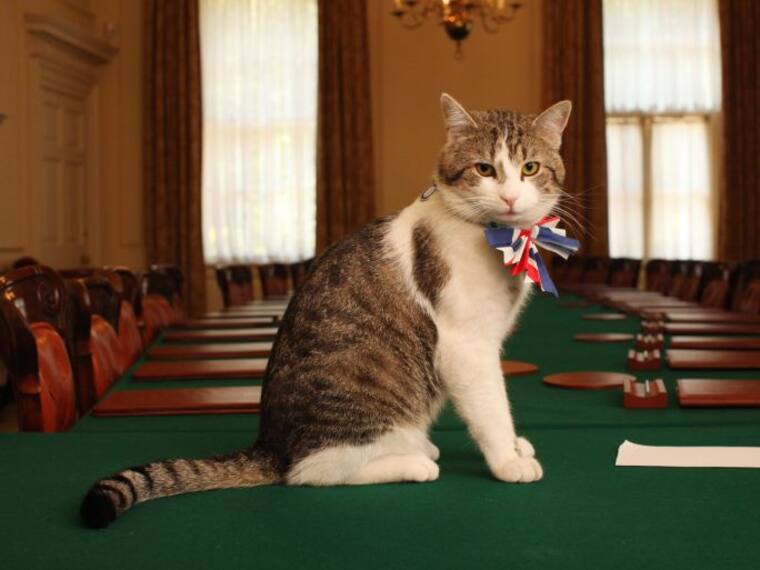 “Así Sopitas”: Conoce a “Larry” el gato más famoso del Reino Unido