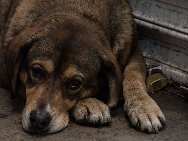 Reporta la muerte de 6 perros rescatados del Refugio Franciscano; 165 están en estado delicado