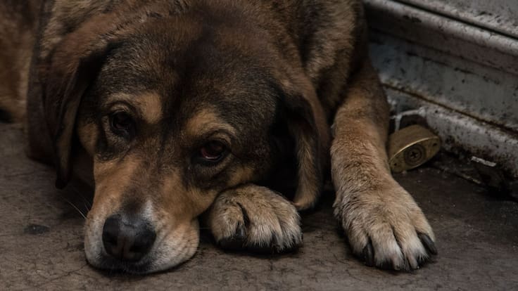 Reporta la muerte de 6 perros rescatados del Refugio Franciscano; 165 están en estado delicado