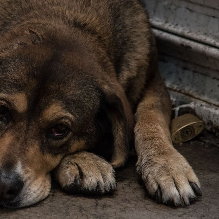 Reporta la muerte de 6 perros rescatados del Refugio Franciscano; 165 están en estado delicado