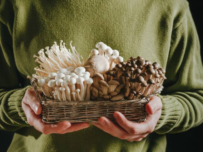 Hongos Medicinales e Inmunodepresión