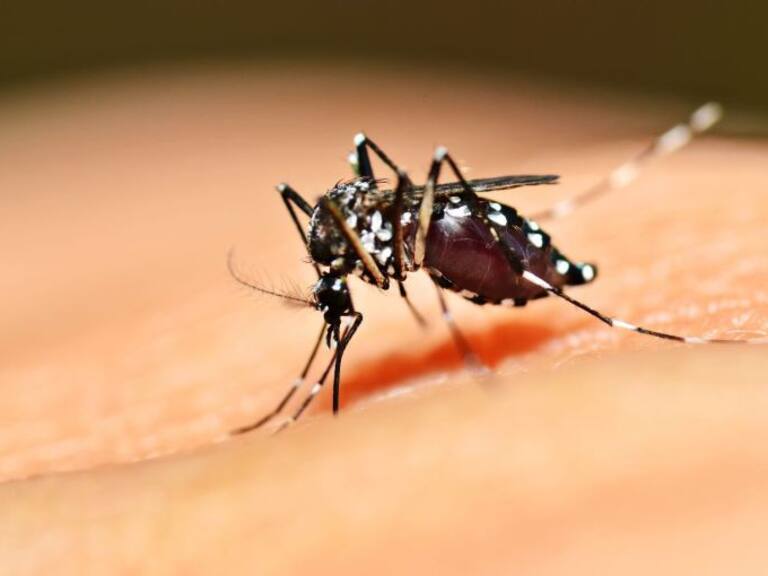 La SSJ exhorta a la población a prevenir la proliferación del dengue