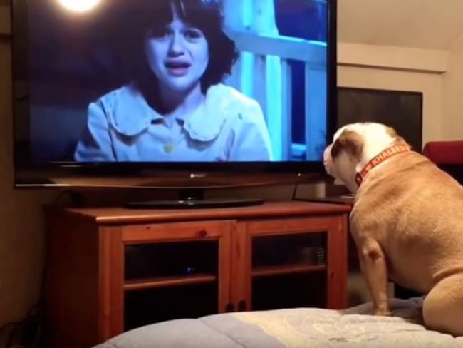 [VIDEO] Así reacciona un perro bulldog al ver películas de terror