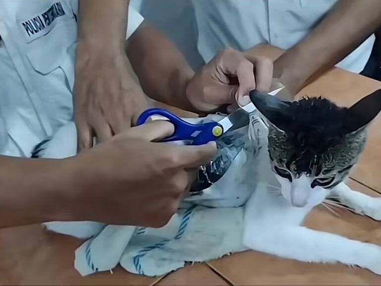 Capturan a gatito que ingresaba droga en una cárcel de Costa Rica