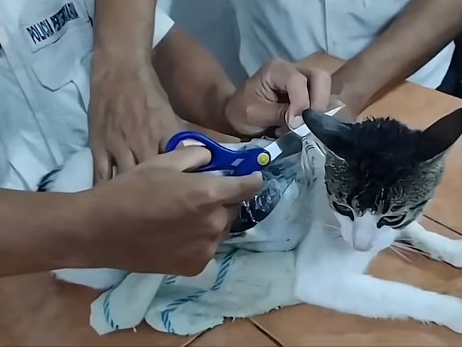 Rescatan a gato de un árbol y descubren que transportaba droga a una cárcel de Costa Rica