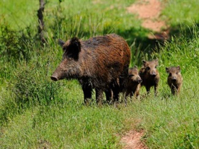 Sacrifican jabalíes en zoológico de Bagdad