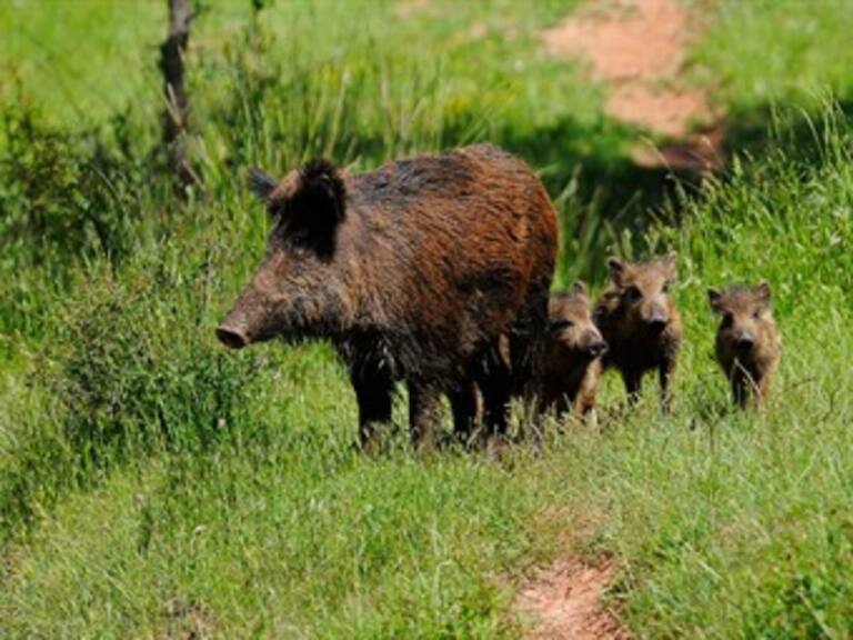 Sacrifican jabalíes en zoológico de Bagdad