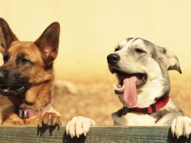 Lo que debes saber sobre los perros rescatistas
