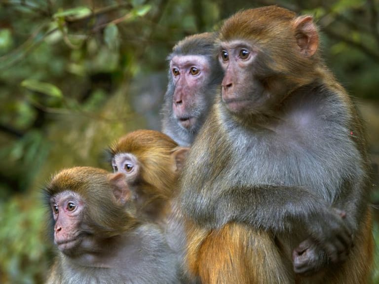 Falta de primates pone en riesgo investigación de vacunas contra COVID-19
