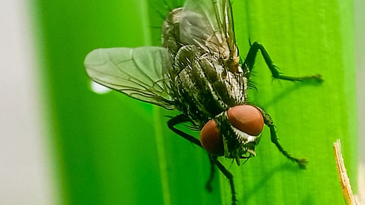 México confirma compra de 110 millones de moscas para combatir una de las plagas más agresivas