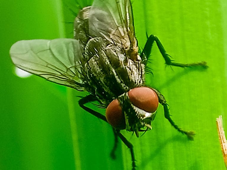 México usará moscas estériles para contener al gusano barrenador. Getty Images