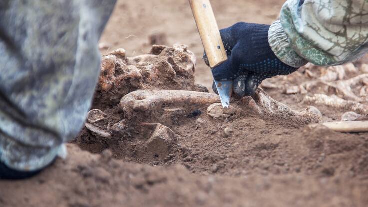 Descubren en Etiopía nueva especie de australopithecus que coexistió con los primeros humanos
