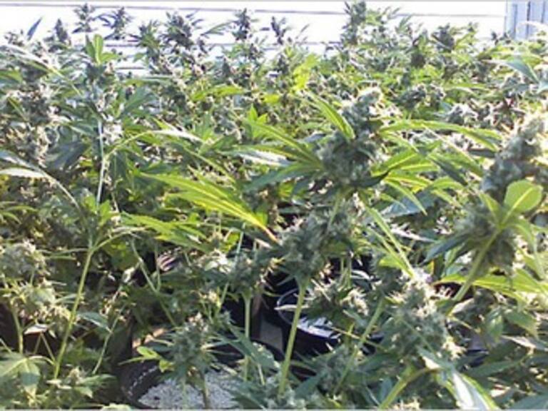 Atribuyen plantación de marihuana en EU a cárteles mexicanos