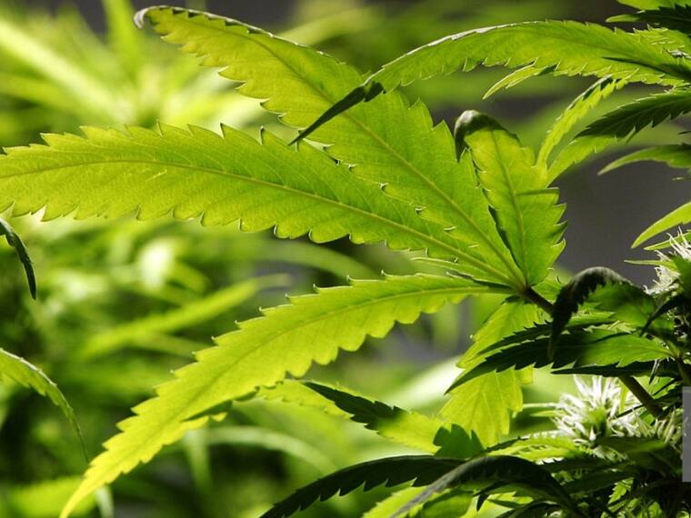 ¿Habrá ley para legalizar la marihuana?