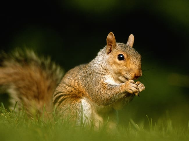 Ardilla da positivo a peste bubónica y enciende alarmas en EU