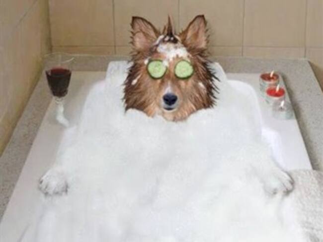 Tatuajes cool para perros. John Lemon desde NY cuenta los detalles con Brozo