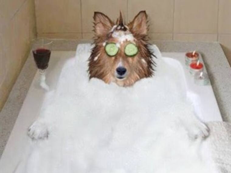 Tatuajes cool para perros. John Lemon desde NY cuenta los detalles con Brozo