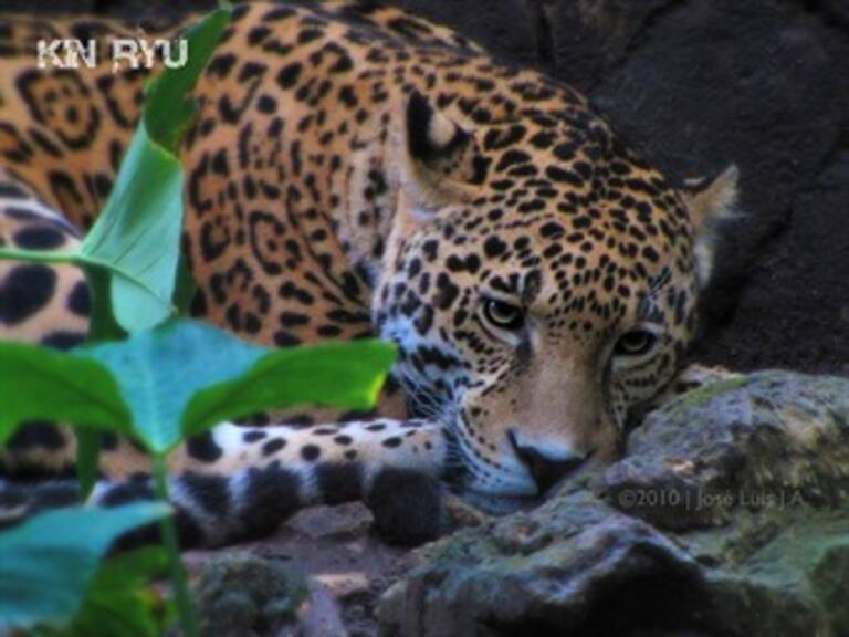 Presentan a la nueva mascota de Jaguares de Chiapas