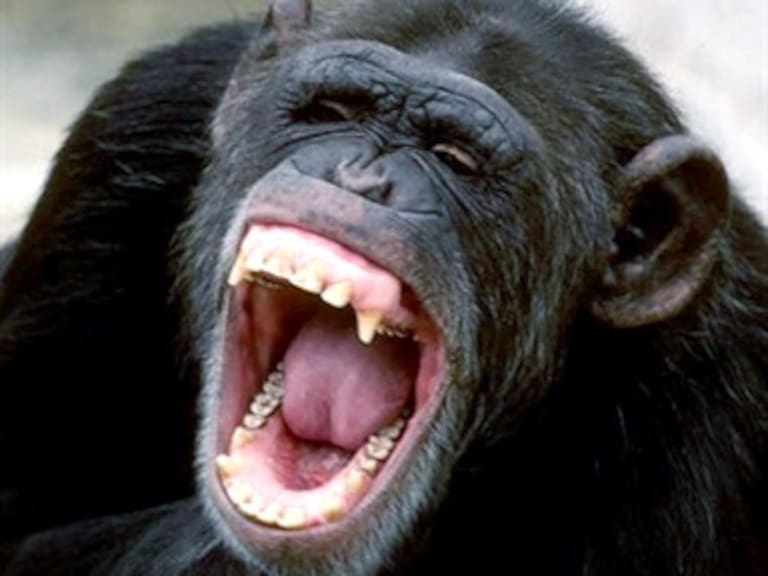 Queda ciega mujer atacada por chimpancé en EU