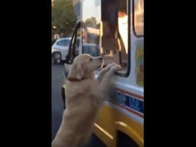 Zack, el golden retriever que ordena su propio helado