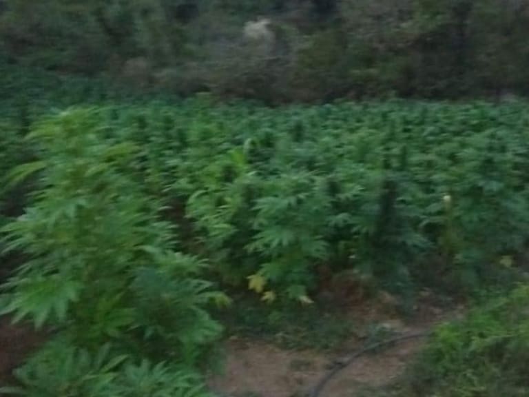 Destruyen plantíos de marihuana en Talpa y Mascota