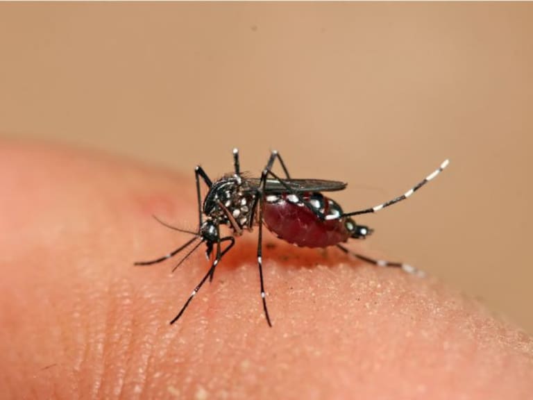 Repuntan casos de Dengue
