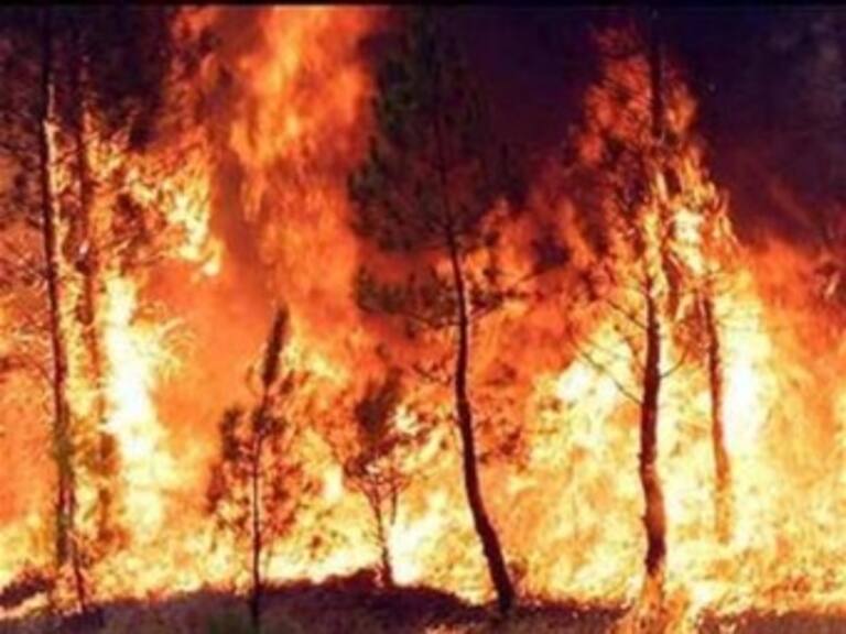 Disminuyen incendios forestales en Rusia