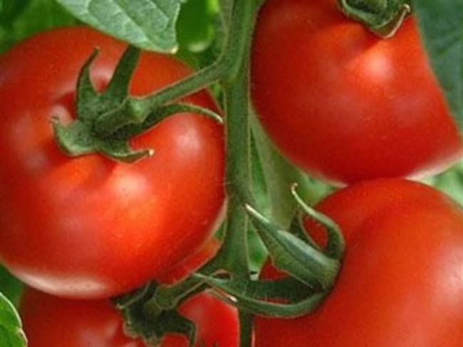 Jitomate. Gabriela Camacho, colaboradora de los 40 Principales