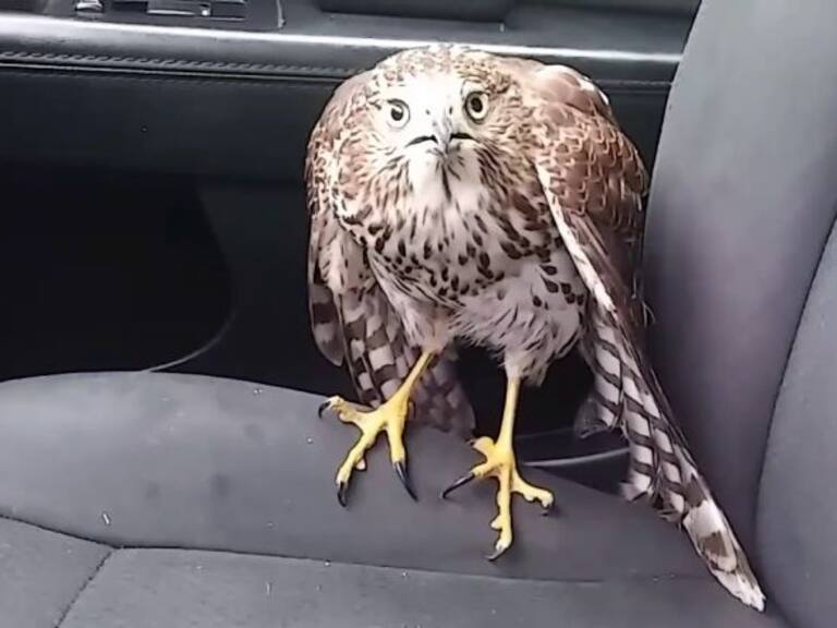 [Video] Un halcón se refugia en un taxi tras paso del huracán Harvey