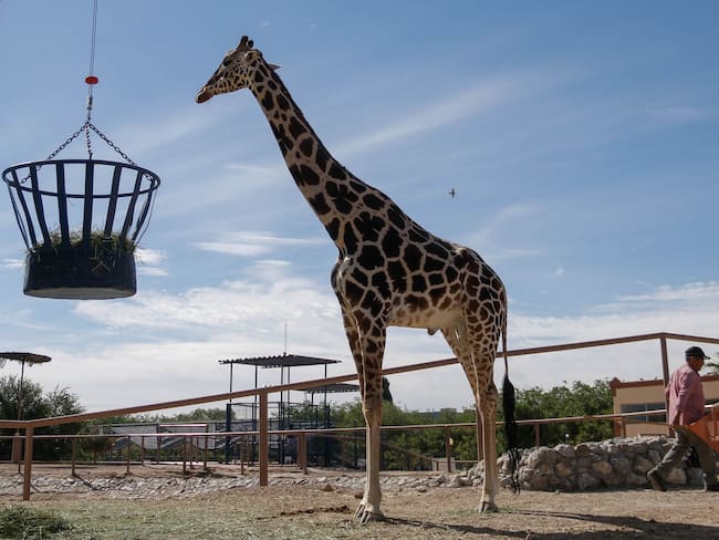Benito está en peligro; la jirafa podría colapsar en cualquier momento: Activista