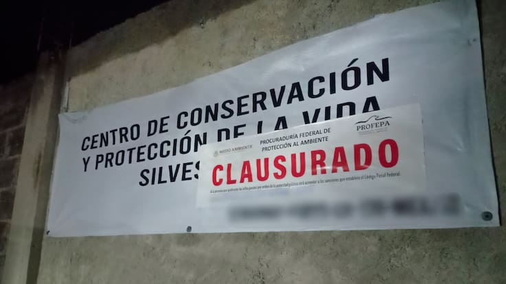 Clausura Profepa centro privado de manejo de vida silvestre donde fue asesinado Kenzo un tigre de bengala