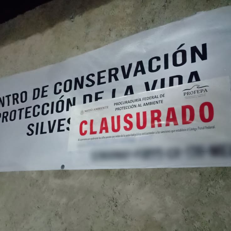 Clausura Profepa centro privado de manejo de vida silvestre donde fue asesinado Kenzo un tigre de bengala