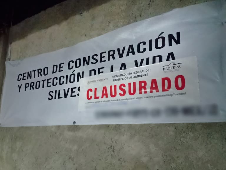 La Profepa, clausuró de manera temporal un recinto privado denominado Animal Experience, donde fue localizado muerto el tigre de Bengala llamado “Kenzo”.