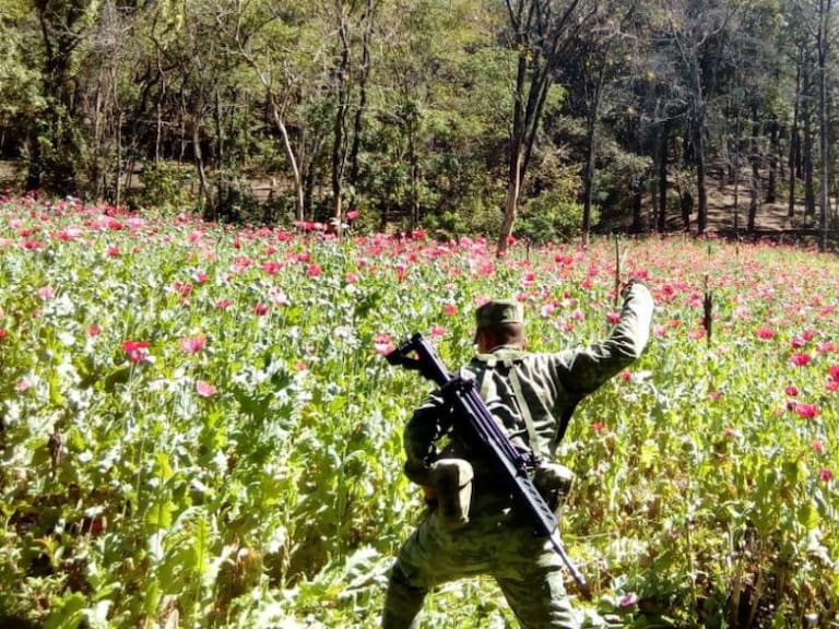 Militares destruyen cuatro plantíos de amapola en Jalisco